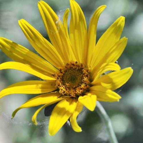 yellow, daisy-like flower with yellow-brown stamens and gray-green stem