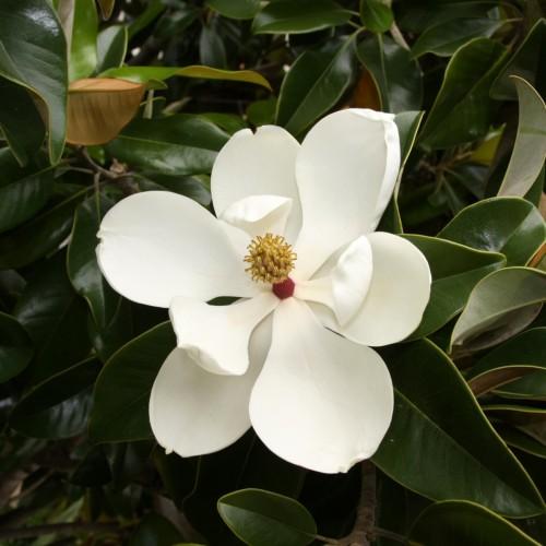 a white flower with orange-pink center with dark-green leaves