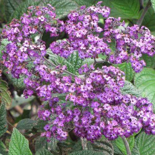 Heliotropium arborescens; clusters of small, purple flowers with purple stems and broad, green leaves