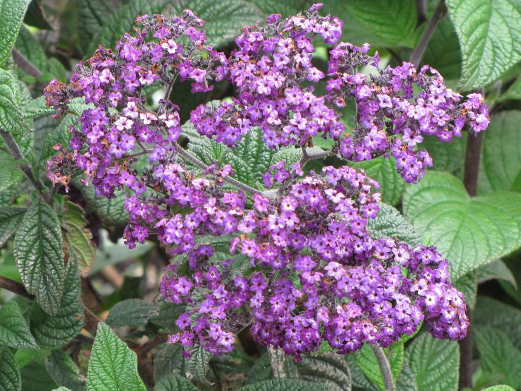 Heliotropium arborescens; clusters of small, purple flowers with purple stems and broad, green leaves
