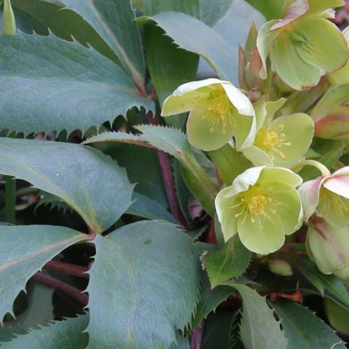 creamy-pale, cup-shaped flowers with yellow stamens, toothed, deep green leaves, and reddish brown stems