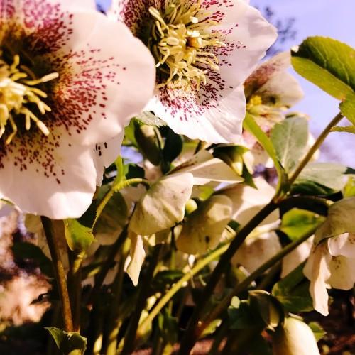 Light-pink flower with burgundy center, off-white stamen, dark-green leaves, white midrib, lime-green petiole and brown stems.