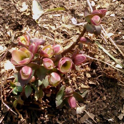 Helleborus 'Coseh 710' PINK FROST; off-white to tea pink, tulip-like flowers with small gray-green leaves and pink-brown stems