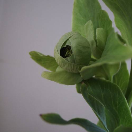 Helleborus foetidus(Helleborus foetidus); light green, semi-bloomed, round flower with light green stamens, leaves, and stem