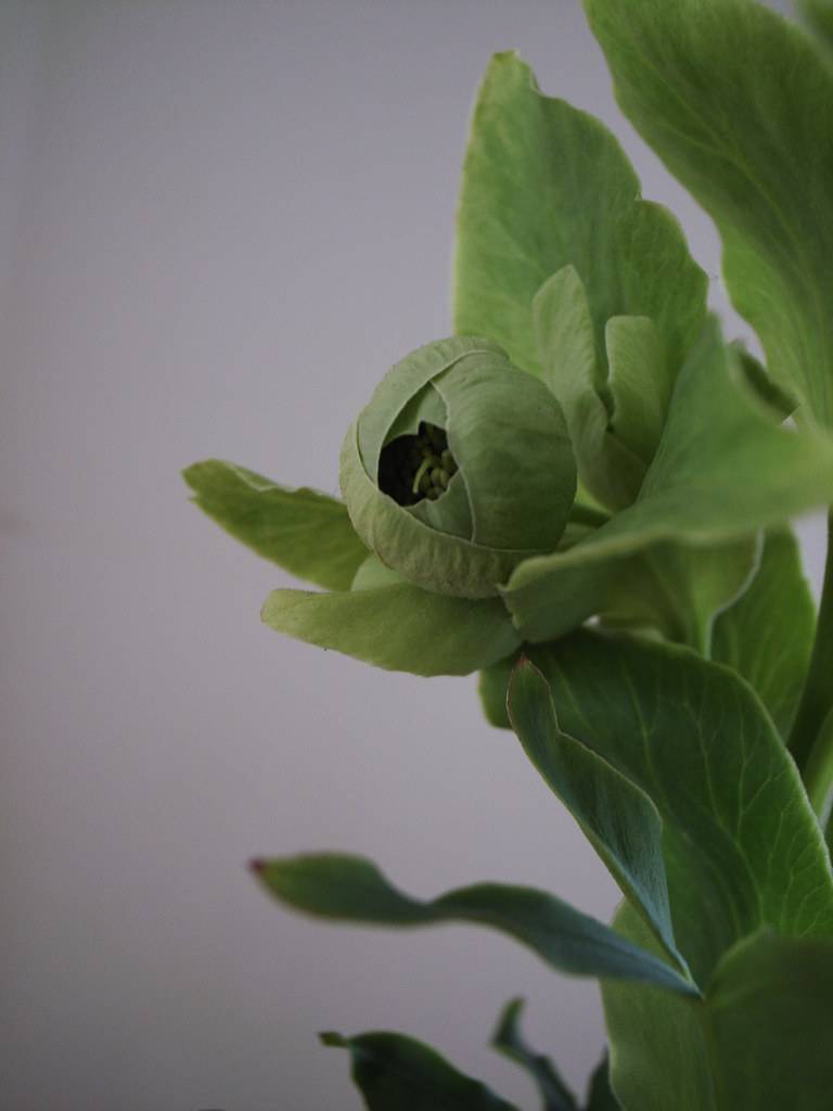 Helleborus foetidus(Helleborus foetidus); light green, semi-bloomed, round flower with light green stamens, leaves, and stem