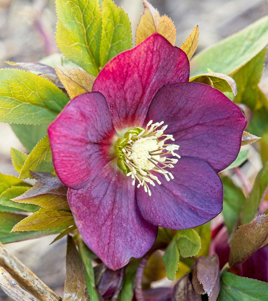 burgundy colored, saucer-like flower with creamy stamens and toothed, yellow-green, lanceolate leaves