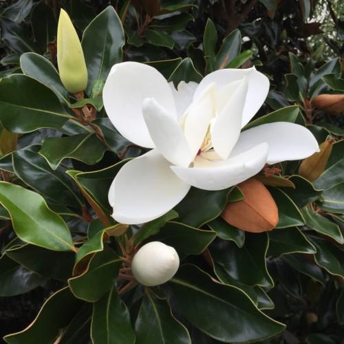 off-white flowers, yellow-white buds, green-orange leaves with light-orange stems