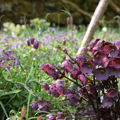 Dark-Purple flowers with stems, yellow center and stigma, green leaves, burgundy style.