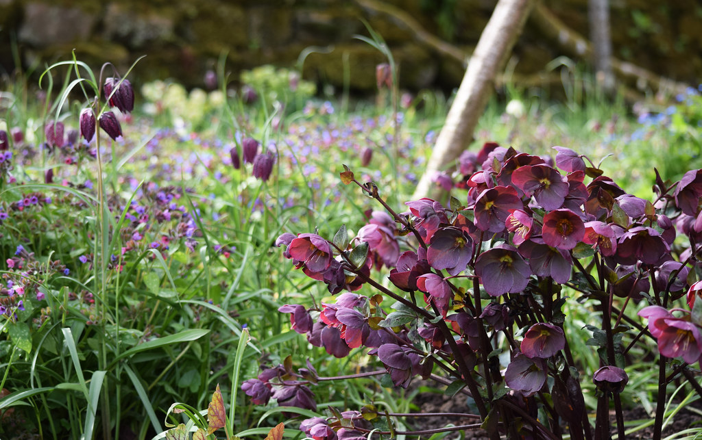 Helleborus 'Mardi Gras Double Mix'; cup-shaped, deep red to burgundy flowers with reddish-brown stems and green leaves
