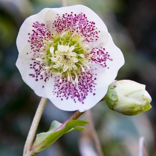 White-magenta flower with lime center, white stamen, magenta-white bud, light green sepal and magenta white stems/