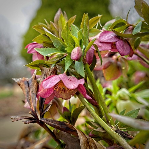 Magenta flower with buds, yellow stamen and stigma, burgundy style, green leaves, lime stems. yellow midrib, veins and blades,