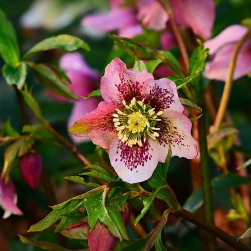 Pink-magenta flower with lime center, white anthers, lime filaments, magenta buds, green leaves, white midrib and burgundy stems