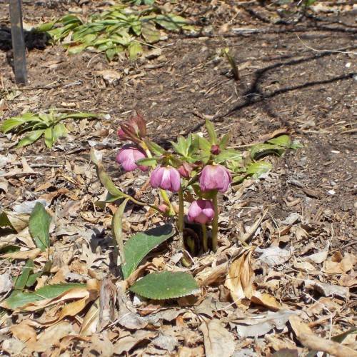 Helleborus hybridus (red hybrid); off-white to burgundy, cup-like flowers with yellow-green stems and leaves