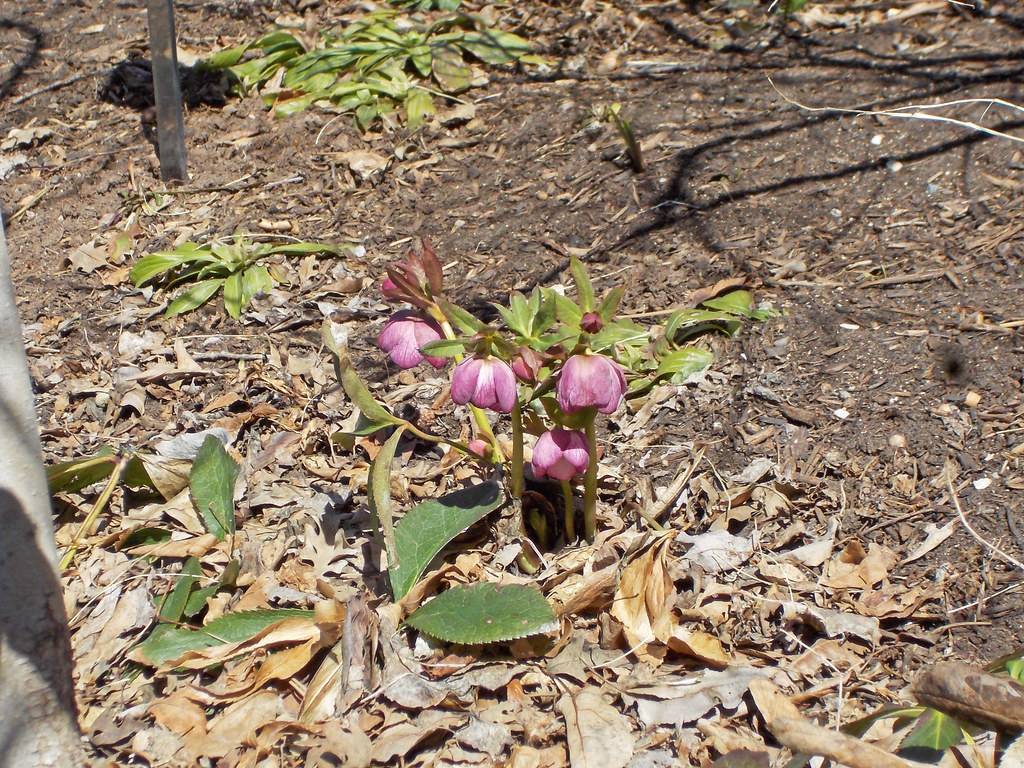 Helleborus hybridus (red hybrid); off-white to burgundy, cup-like flowers with yellow-green stems and leaves