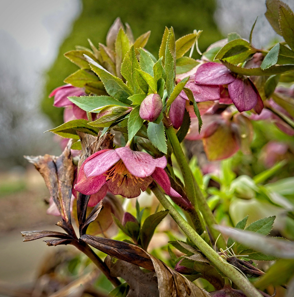 creamy-pink flowers with yellow stamens, small, toothed green leaves, and pale-green stems