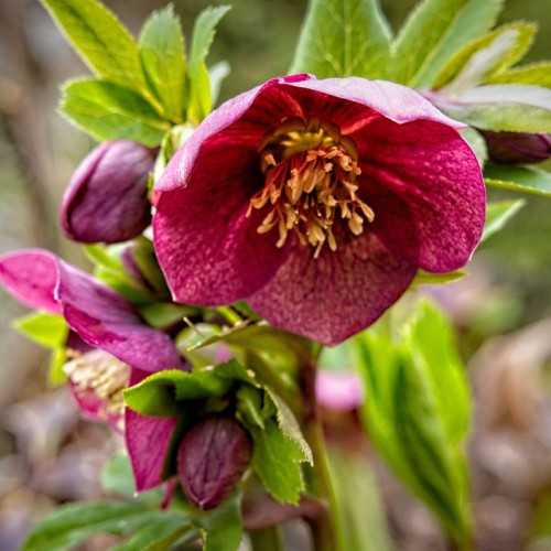 Magenta flower with buds, yellow anthers and stigma, pink filament and style, green leaves, burgundy-lime stems, yellow midrib, veins and blades.
