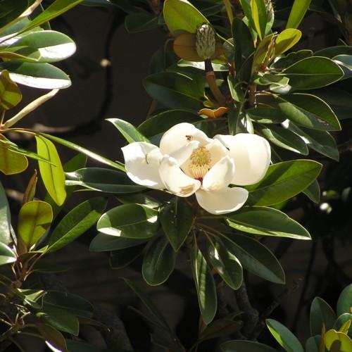 a white flower with green leaves and stems
