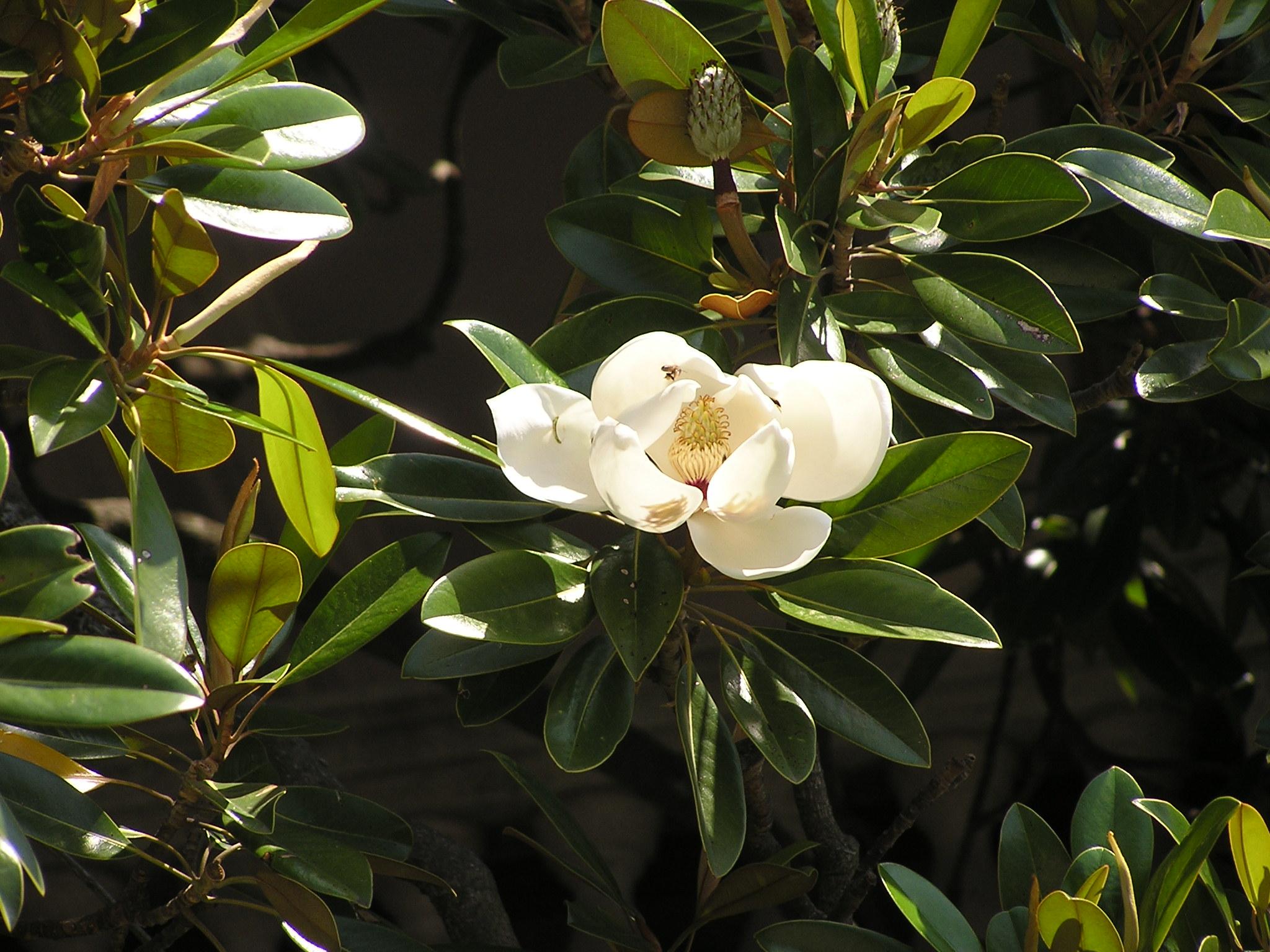 a white flower with green leaves and stems
