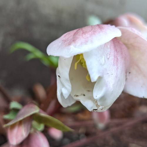 Helleborus hybridus 'White Lady'; pinkish white flower with yellow stamens and pinkish-green small leaves