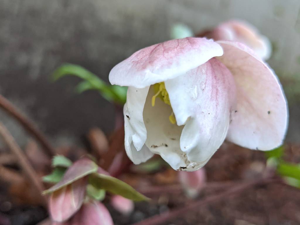 Helleborus hybridus 'White Lady'; pinkish white flower with yellow stamens and pinkish-green small leaves