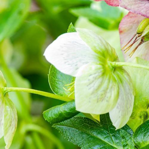 Helleborus hybridus 'White Lady Spotted'; creamy white, saucer-like flower with creamy white petioles and shiny green leaves