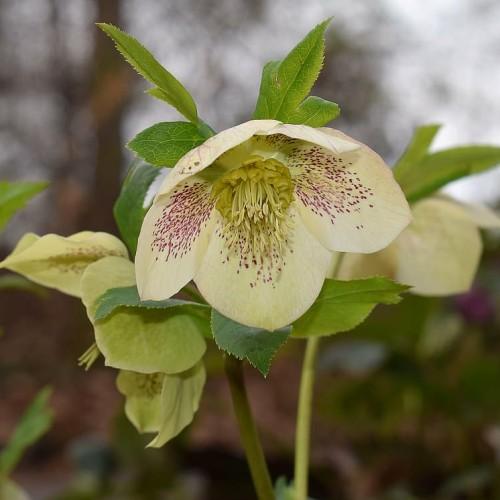 White-magenta flower with lime center, lime stamen, lime stems, green leaves, yellow midrib, yellow vein and blade.
