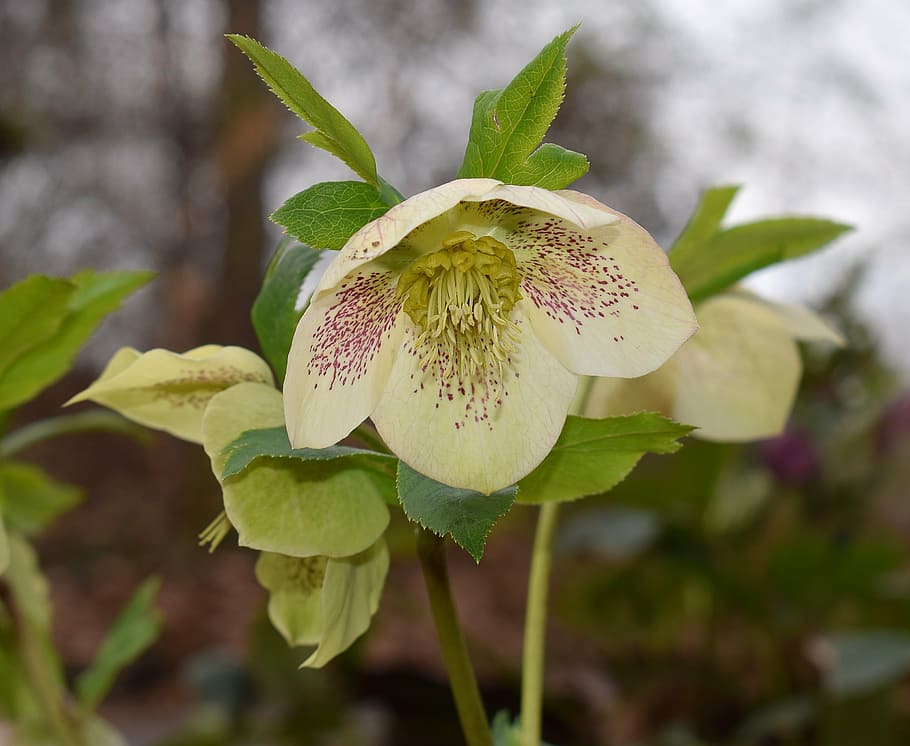 White-magenta flower with lime center, lime stamen, lime stems, green leaves, yellow midrib, yellow vein and blade.