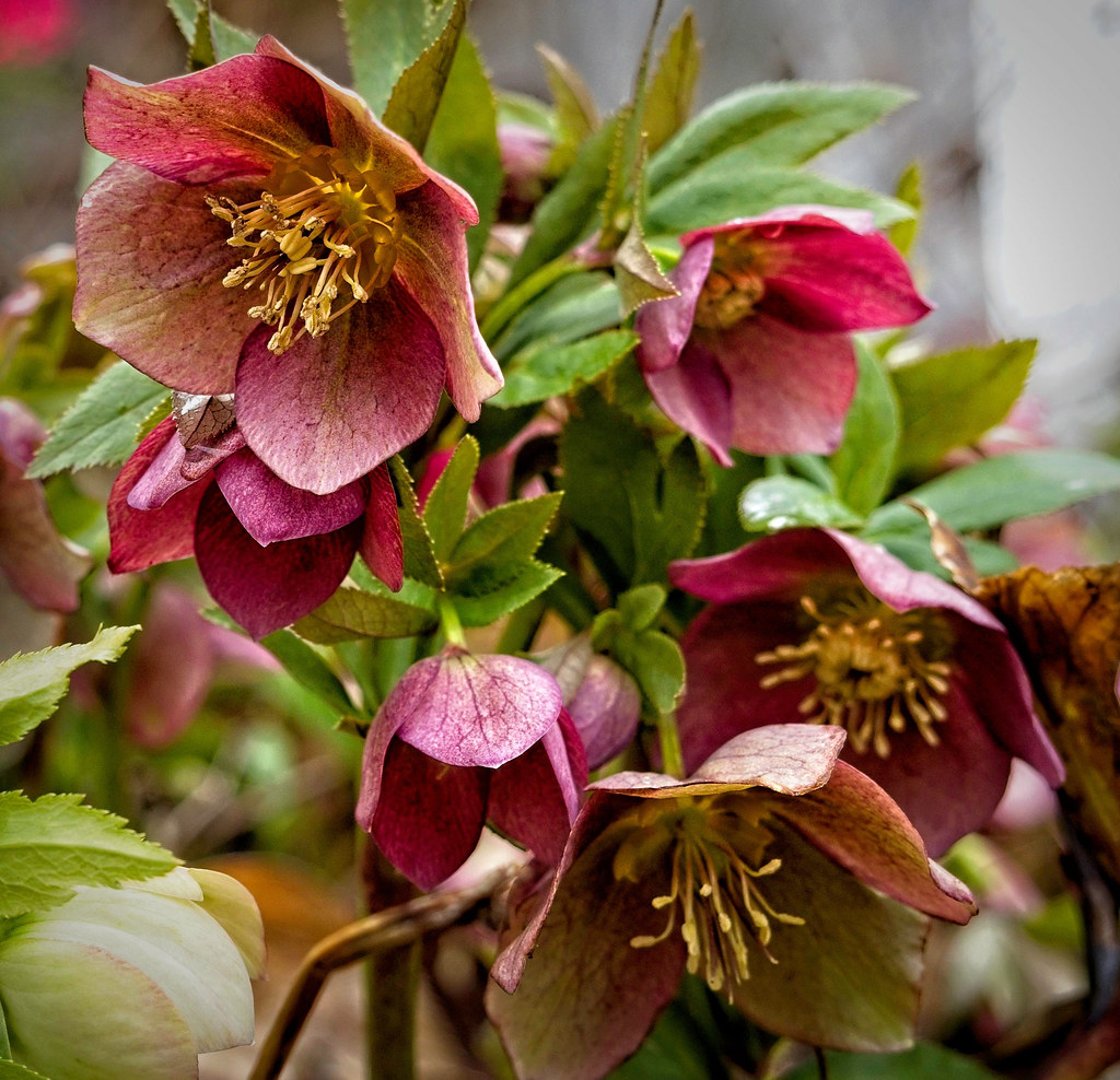Helleborus 'Red Racer'; small, toothed, green leaves, green stems and golden brown to burgundy flowers with creamy stamens