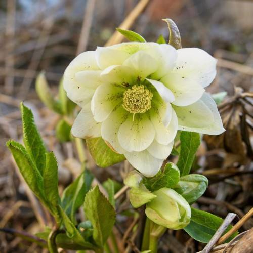 white flower with off-white stamens, green stems and toothed leaves