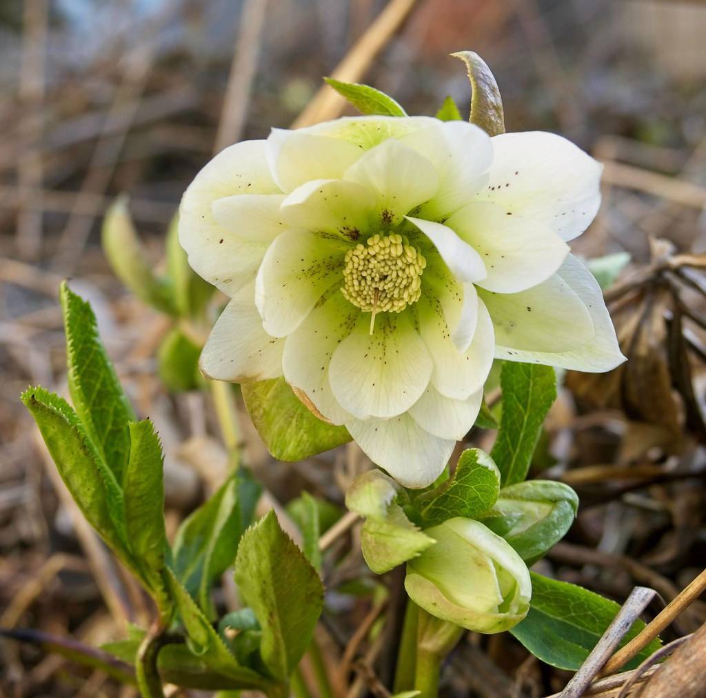 white flower with off-white stamens, green stems and toothed leaves
