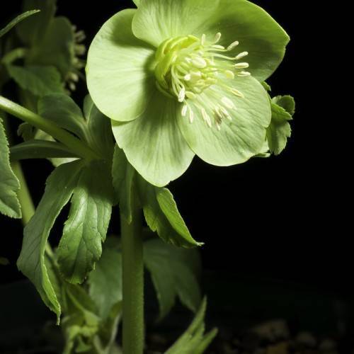 Helleborus odorus; greenish white, saucer-like flower with creamy stamens, light green stems and toothed leaves