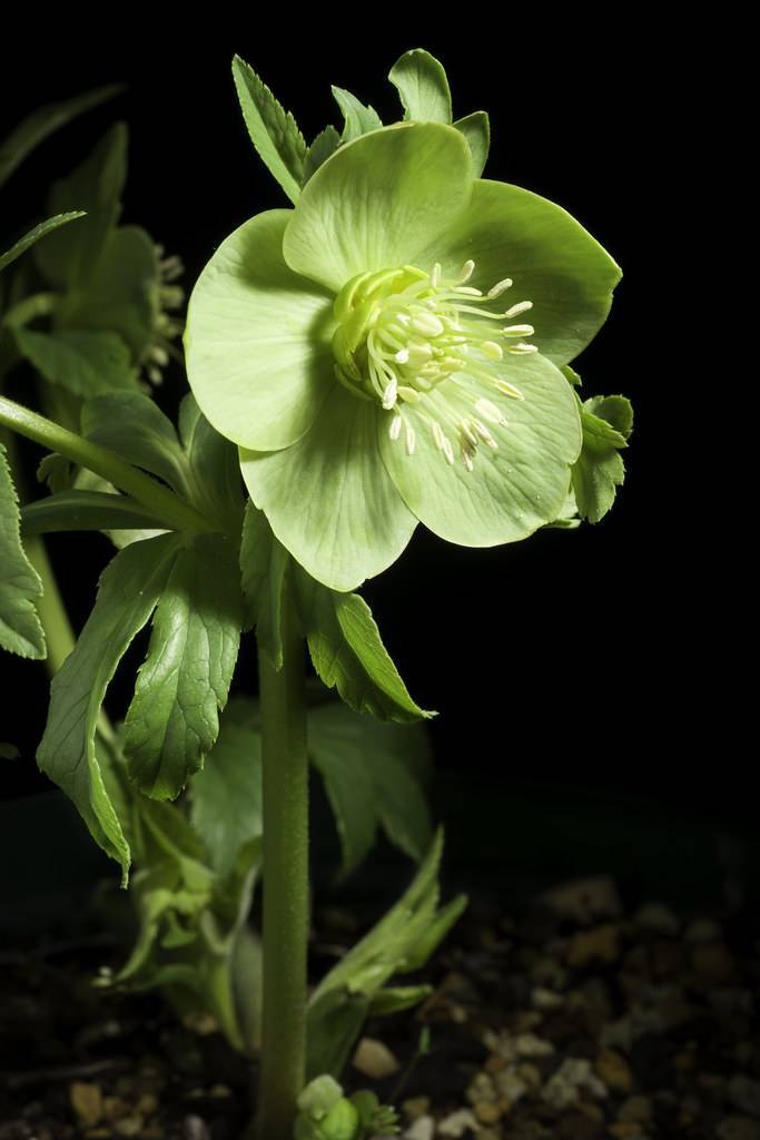 Helleborus odorus; greenish white, saucer-like flower with creamy stamens, light green stems and toothed leaves
