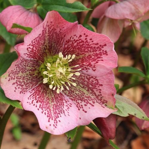 Pink-magenta flower with lime center, white anthers, lime filaments, lime-brown stigma, magenta buds, green leaves and burgundy stems