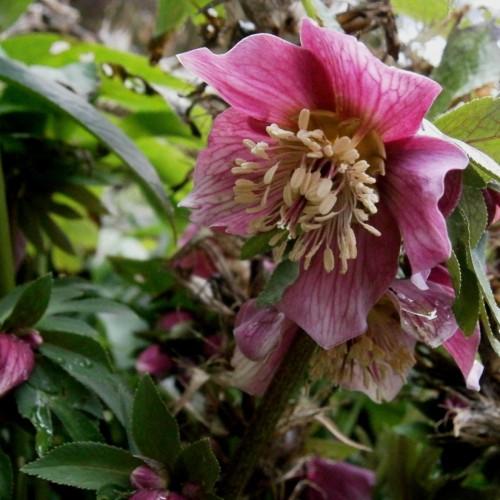 Pink flower with white stigma, magenta style, white anther, magents filament, green leaves magenta vein, yellow midrib, and dark-green stem