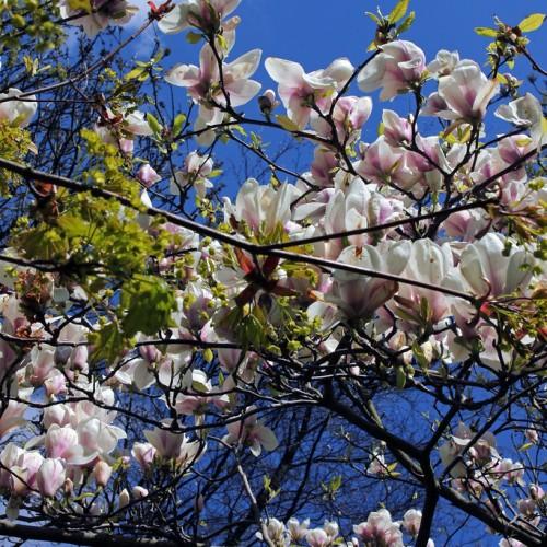 gray-brown twigs and gray-brown branch, tiny green leaves, and white-pink flowers.