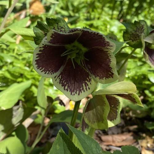 Helleborus (Painted Strain) WINTER JEWELS; greenish white flower with violet colored stain, green stamens, green stems and leaves