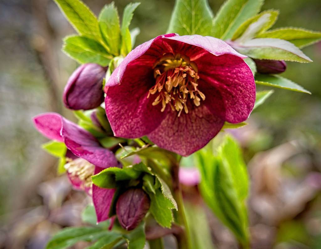 Helleborus 'Red Racer'; deep red to burgundy flowers with creamy stamens, green sepals, leaves and stems