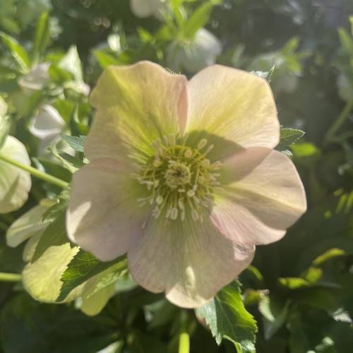 Helleborus 'Regal Ruffles'; pinkish white, saucer-like flower with creamy stamens, green stems and leaves