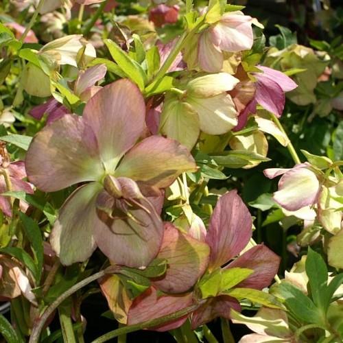 Pink-lime flowers with green leaves and green-gray stems