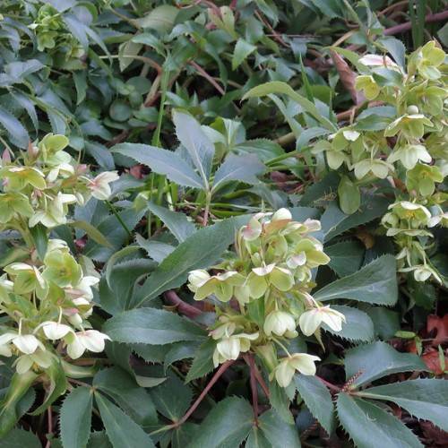 clusters of greenish-white flowers, deep green, toothed leaves with brown stems