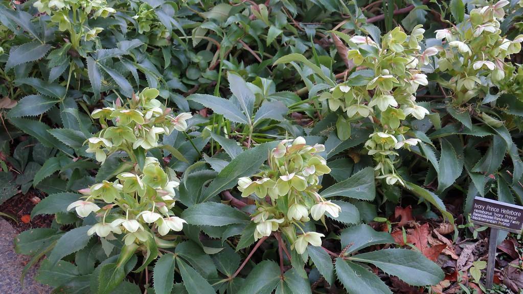 clusters of greenish-white flowers, deep green, toothed leaves with brown stems
