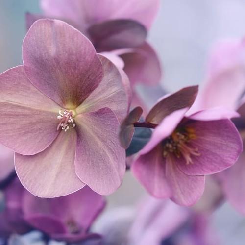 Purple-yellow flower with yellow center, purple stigma, purple style, white anthers, purple stems and dark-green leaves.