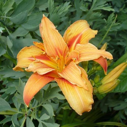 Yellow-orange flower with yellow cneter yellow-brown anthers, yellow filament, lime-green buds,dark-green leaves and stems.