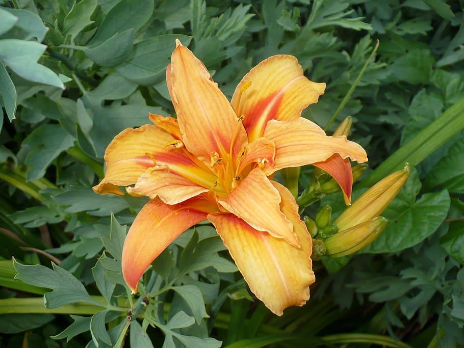 Yellow-orange flower with yellow cneter yellow-brown anthers, yellow filament, lime-green buds,dark-green leaves and stems.