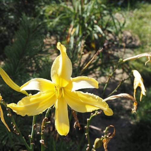 Daylily(Hemerocallis 'Almost Paradise') yellow flower with yellow stamens and green stems