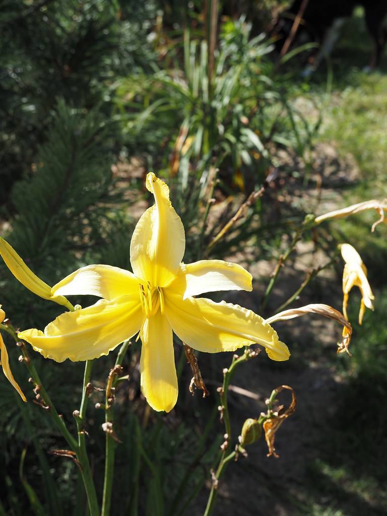 Daylily(Hemerocallis 'Almost Paradise') yellow flower with yellow stamens and green stems 