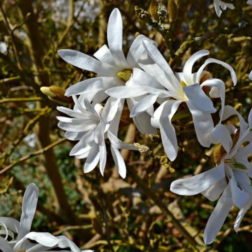 white flowers with yellow center, yellow-brown buds with olive-brown branches