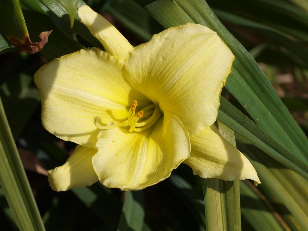 Yellow flower,with yellow stigma, orange anthers , yellow filaments and yellow-green leaves.