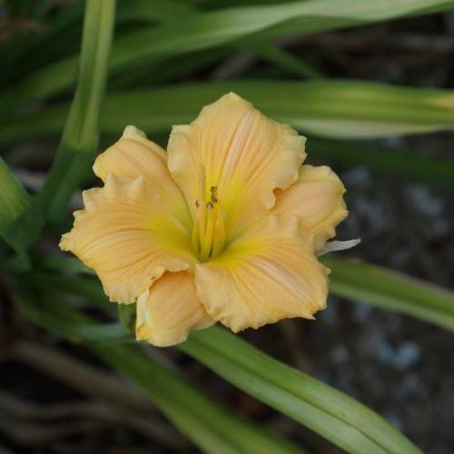 peach-colored flower with yellow stamens and green, grass-like leaves