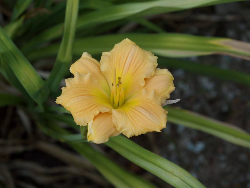 peach-colored flower with yellow stamens and green, grass-like leaves